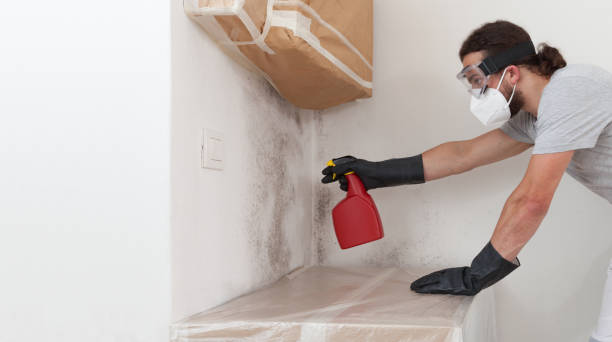 Professional Black Mold Removal technician working in Portland, MI