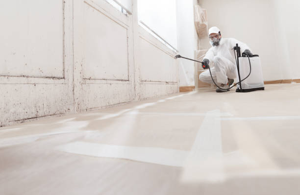 24/7 Emergency Black Mold Removal experts in Portland, MI