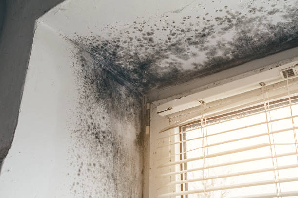 Trusted Black Mold Removal service in Portland, MI - Cheap Mold Removal